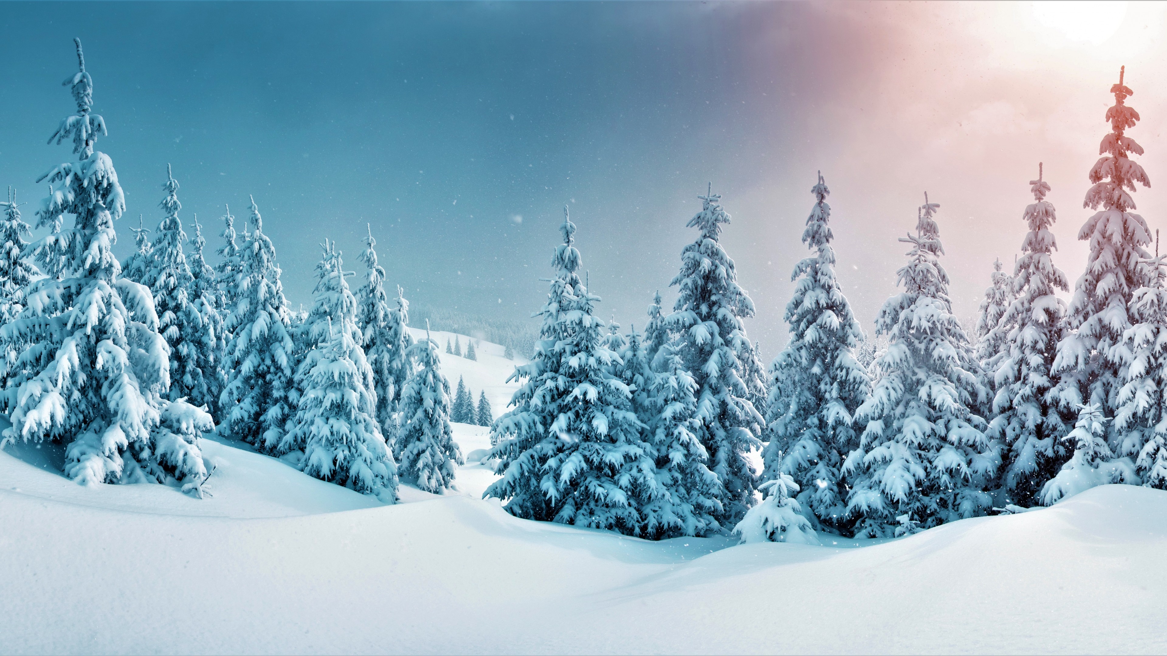 Wallpaper forest, trees, snow, winter, 5k, Nature